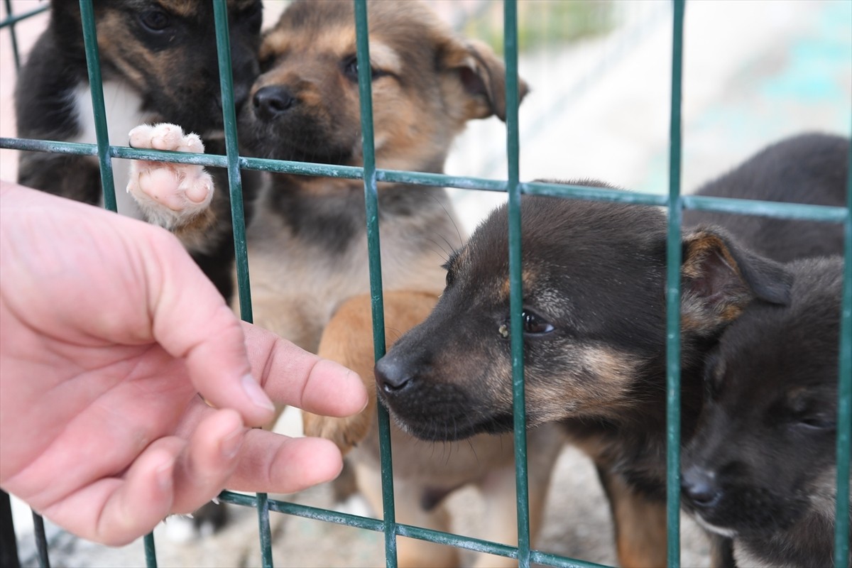 Vollwertiges Rehabilitationszentrum für streunende Tiere in Antalya