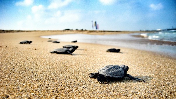 Caretta Caretta A Photo From Antalya Mediterranean Trekearth